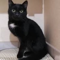 Пропала кошка