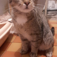 Отдам в добрые руки:  кошка