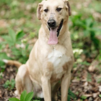 Отдам в добрые руки:  массив