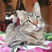 Потеряно:  кошечка кошка