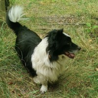 Потерялась собака кобель, район Белого озера. Мицкевича