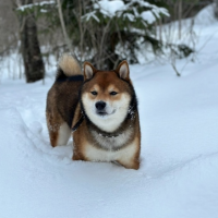 Потеряно:  собака собака