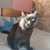 Пропала кошка по имени Багира