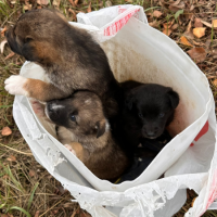 Отдам в добрые руки:  щенков