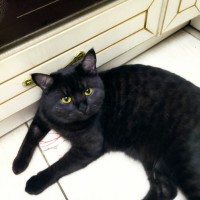 Пропал кот Лео!