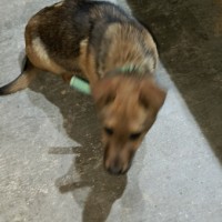 Найден щенок.