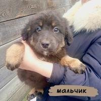 Отдам в добрые руки:  щенята