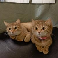 Отдам в добрые руки:  сестрички