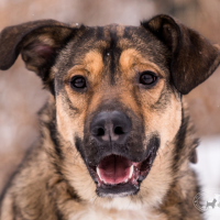 Отдам в добрые руки:  пес песик