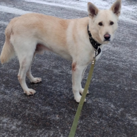 Потеряно:  собака собака