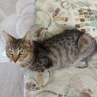 Потерялась серая кошка