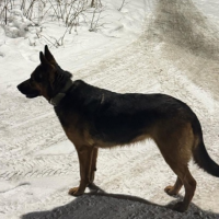 Отдам в добрые руки:  собака собака