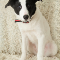 Отдам в добрые руки:  собачка