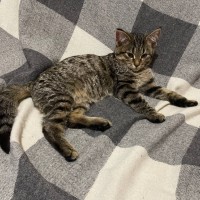 Найден котёнок