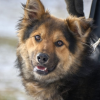 Отдам в добрые руки: марвел пес