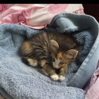 Отдам в добрые руки:  девочка