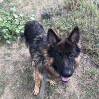 пропала собака