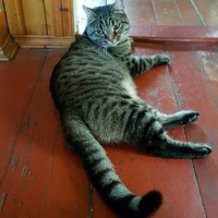 Потеряно:  кот кот