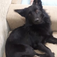 Пропала собака