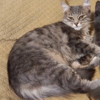 Пропала кошка ❗❗❗🆘️