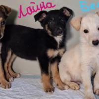 Отдам в добрые руки:  собаку