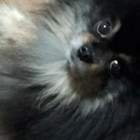 Потеряно:  собака собак кошек