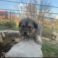 Отдам в добрые руки:  щенки