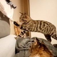 Потерялся кот Марсик