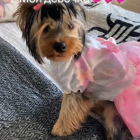 Потеряно:  собака собака