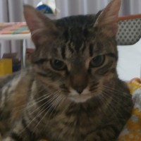 Найден котик возраст около 1 года