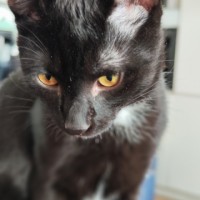 Пропал кот Мур с зелёным ошейником с белой грудкой