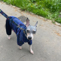 Потеряно:  терьер