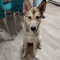 Отдам в добрые руки:  щеночку