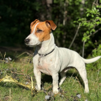 Потеряно:  джек рассел зеленым ошейником ошейнике медальон белый