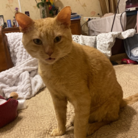 Потеряно:  кот