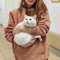 Отдам в добрые руки:  собак