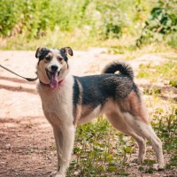 Собака в хорошие руки