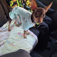 Найдено:  собаку