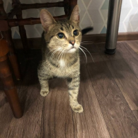 Отдам в добрые руки:  котенка