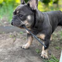 Потеряно:  бульдог