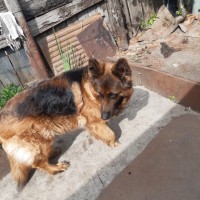 Пропала немецкая овчарка УЛЬЯНОВСК