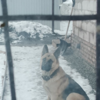 Потеряно:  собаку собака