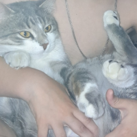 Потеряно:  кот