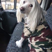 Пропала китайская хохлатая