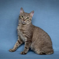 Отдам в добрые руки:  бобтейл ( без хвоста ) породы дворянин кастрирован