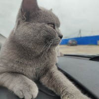 🆘ПОМОГИТЕ В ПОИСКЕ ЛЮБИМЦА