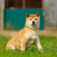 Отдам в добрые руки:  сиба - ину
