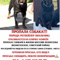 Пропала собака!!!