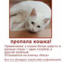 Пропала кошечка