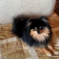 потерялся Померанский шпиц.